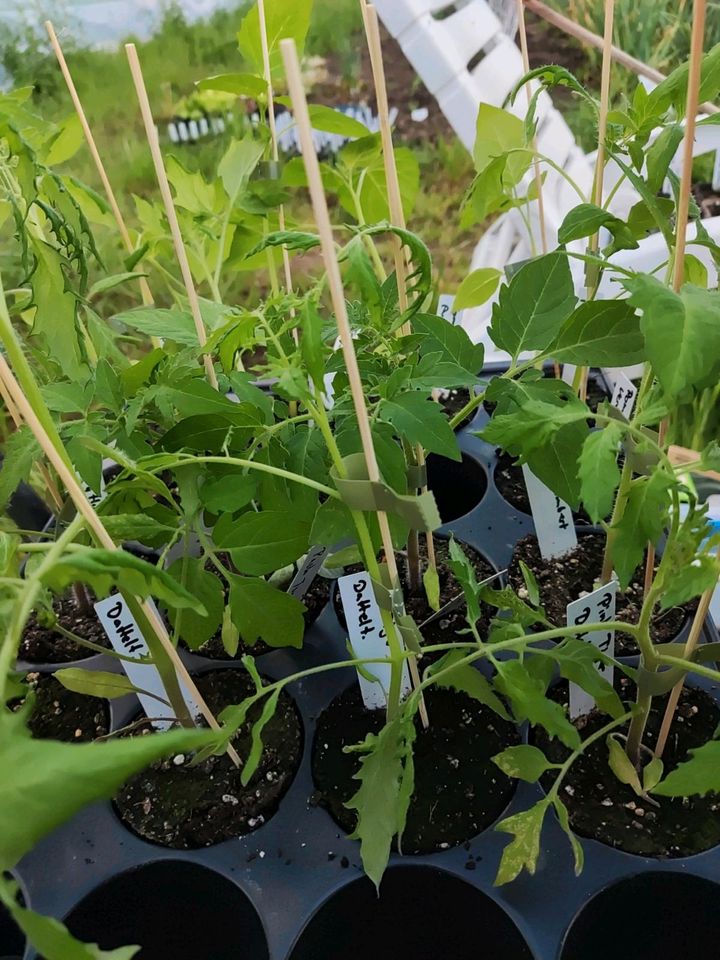 Tomatenpflanzen Datteltomate in Schlitz