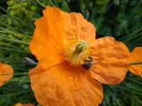 Islandmohn Dauerblüher feiner Samen Naturgarten winterhart Bayern - Hohenau Vorschau