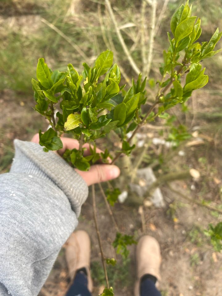 14  Hecke  verschenken Pflanze in Halbe