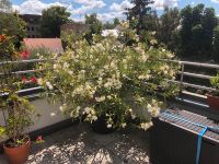 Großer weißer Oleander / Pflanze / Garten Brandenburg - Potsdam Vorschau