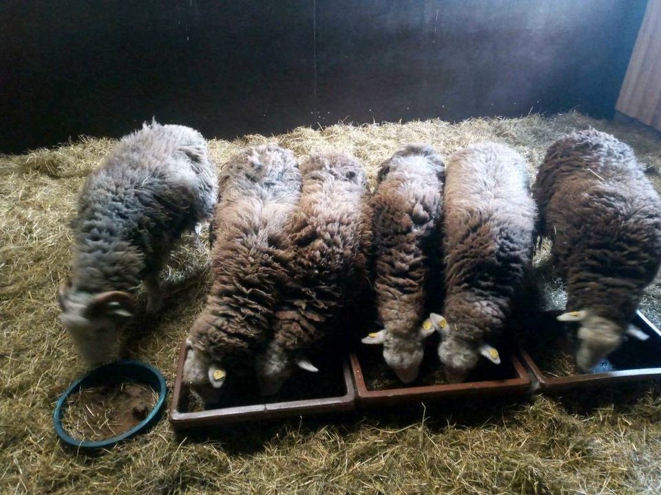 Familienausflug Alpaka Schafe Hühner Hoferlebnis in Bösel