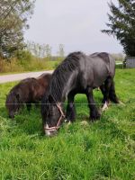 Tinker hengst Nordfriesland - Süderlügum Vorschau