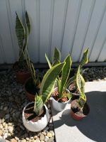 Bogenhanf Sansevieria junge Ableger Niedersachsen - Braunschweig Vorschau