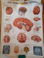 Plakat Menschliche Gehirn Anatomie Baden-Württemberg - Freiburg im Breisgau Vorschau