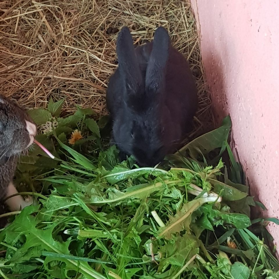 Wiener , KEINE STALLHASEN in Mühltroff