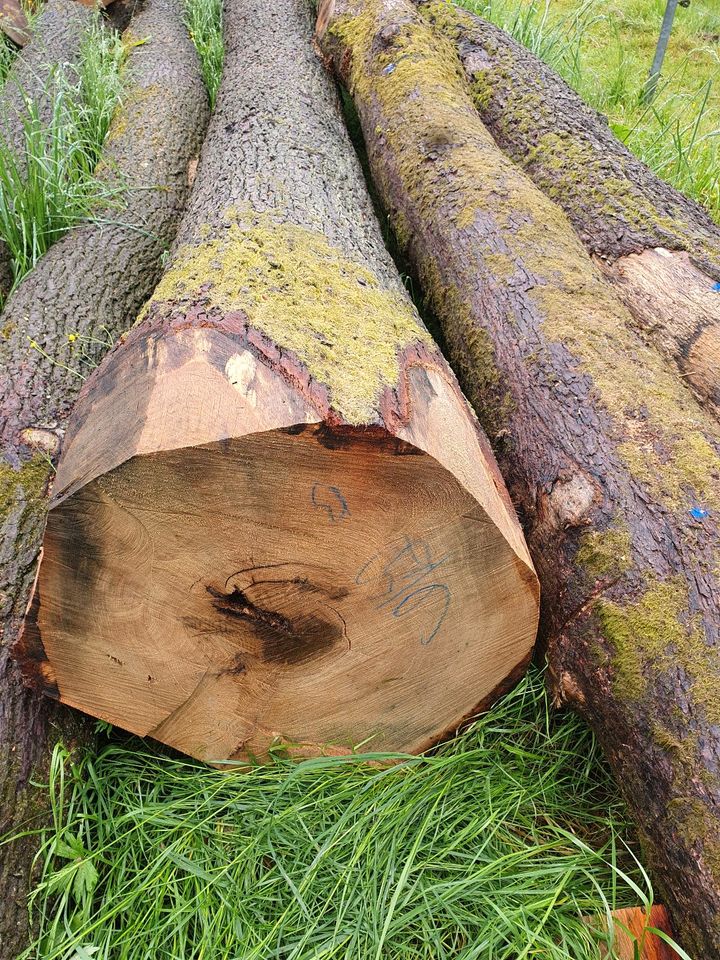 Eichen stamm stammholz in Fürth