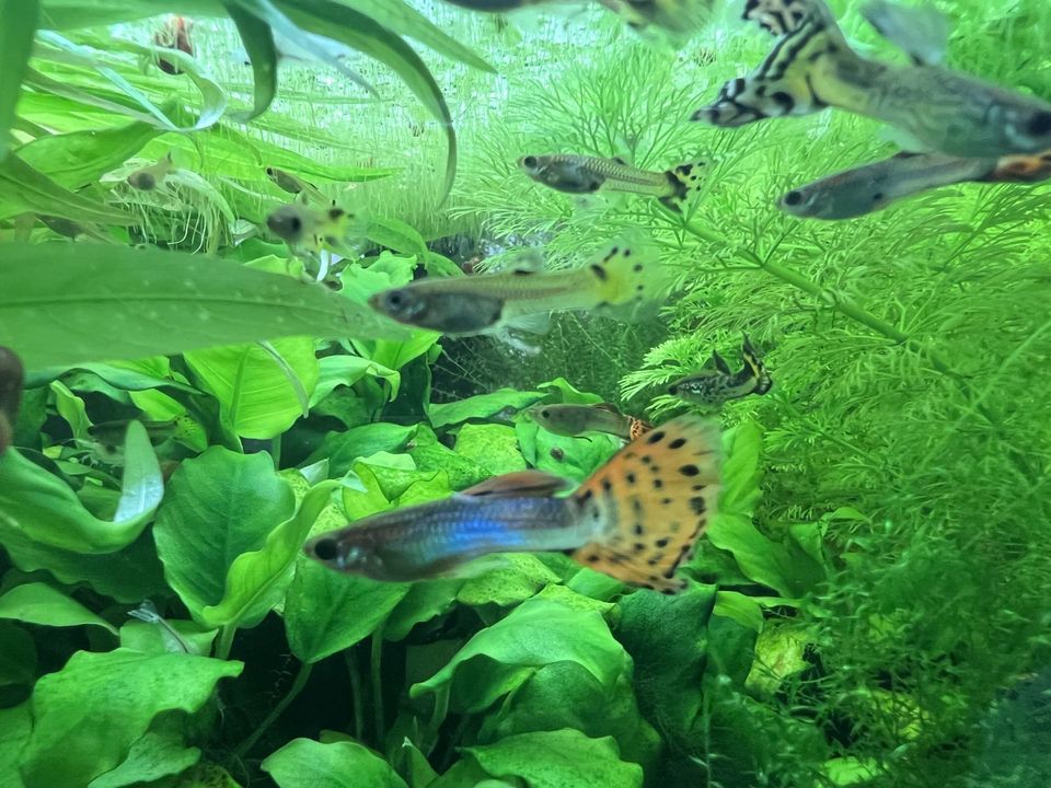 Cobra / Blue Sapphire Guppys - Poecilia Reticulata in Rüthen