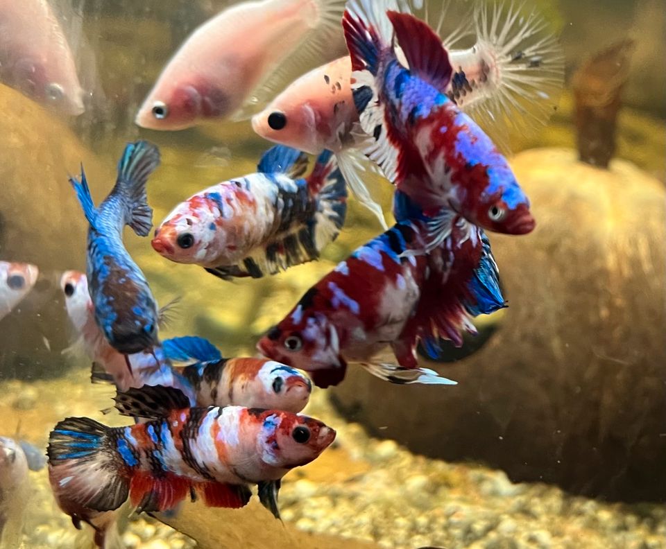 Kampffisch Koi Galaxy Multicolor Betta (ausverkauft) in Hamburg