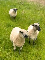 Shropshire Schafe Niedersachsen - Auetal Vorschau