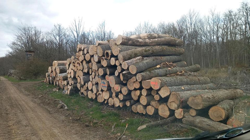 Esche Brennholz Stammholz inkl Lieferung und MwSt in Wernigerode