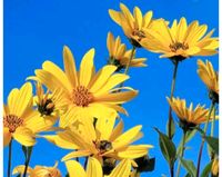 Topinambur Helianthus tuberosus Sachsen-Anhalt - Wallstawe Vorschau