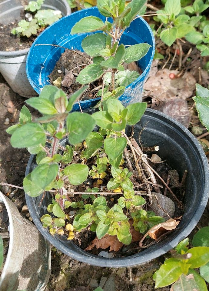 Oregano  Küchengewürz * Bienenweide, auch Dost genannt in Krefeld