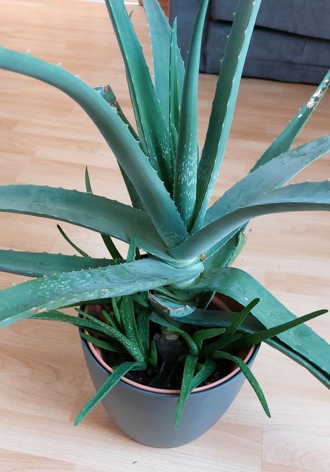 Aloe Vera Groß mit Ableger Aloevera Pflanze Zimmerpflanze in Weischlitz