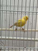 Ein gelber Kanarienvogel (Mosaik) Berlin - Spandau Vorschau