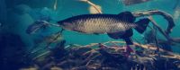 Australischer Arowana (S. jardini) Rarität München - Milbertshofen - Am Hart Vorschau