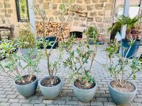 Oleander rosa Baden-Württemberg - Weinheim Vorschau