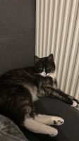 Haustiere katzen Niedersachsen - Cloppenburg Vorschau