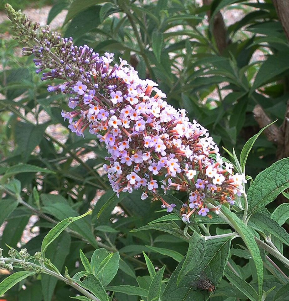 Schmetterlingsflieder, Sommerflieder in Mainz