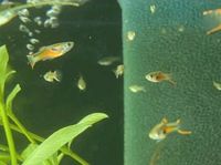 Reinerbige Endler Guppys Guppies Fische Aquarium Teich Rheinland-Pfalz - Eich Vorschau