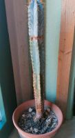 Kaktus, über 40cm hoch Dresden - Mickten Vorschau