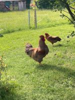 Bielefelder Kennhuhn Stamm Hessen - Hadamar Vorschau