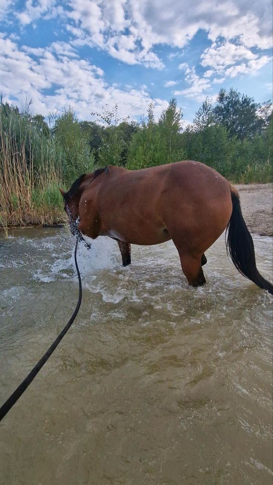 Reitbeteiligung zu vergeben in Doberlug-Kirchhain