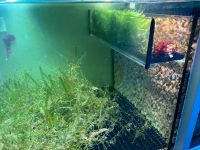 Meerwasser Salzwasser Aquarium Fische Baden-Württemberg - Rot an der Rot Vorschau