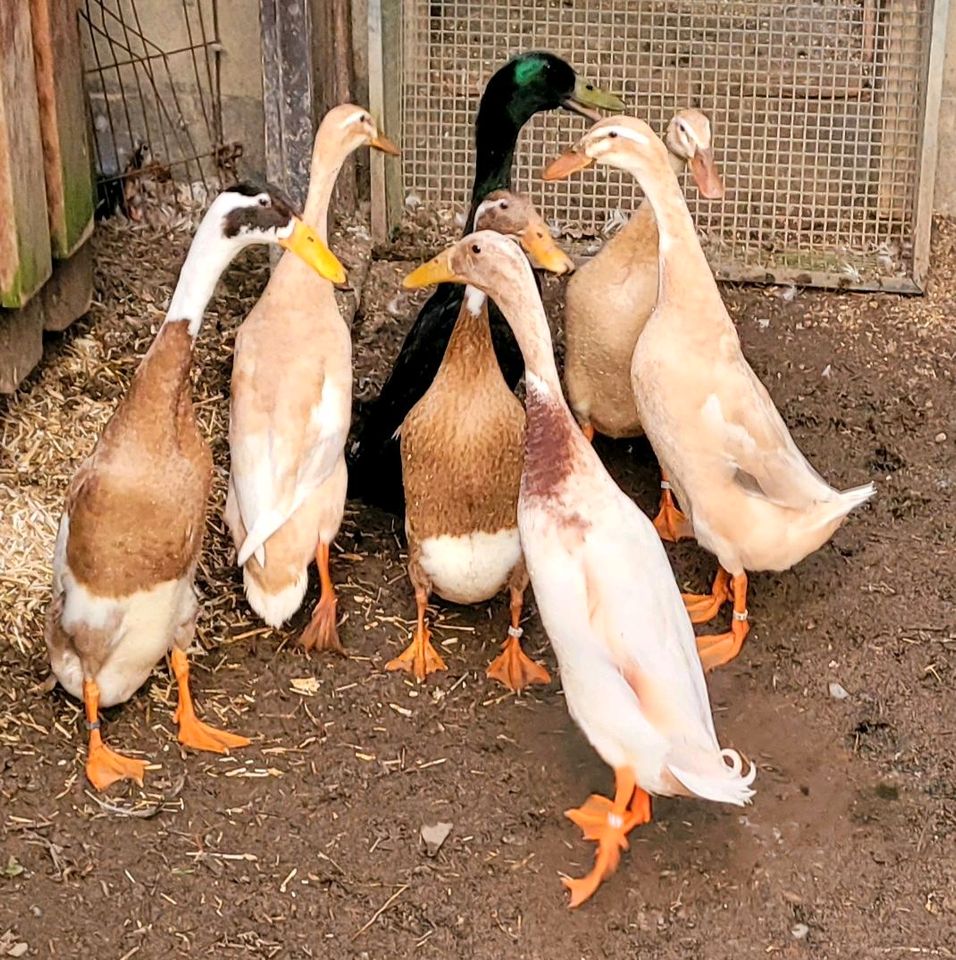 Bruteier Indische Laufenten, Enten, Bruteier in Olsberg