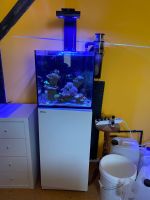 Meerwasseraquarium RedSea 105 liter Brandenburg - Cottbus Vorschau