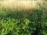 Mulchen und Mähen, Rasen, Wiese, Brombeeren Bayern - Miltenberg Vorschau