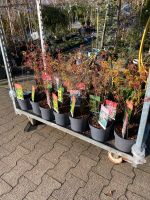 Fächerahorn Strauch Japanischer Ahorn 40-60cm Acer palmatum Nordrhein-Westfalen - Simmerath Vorschau