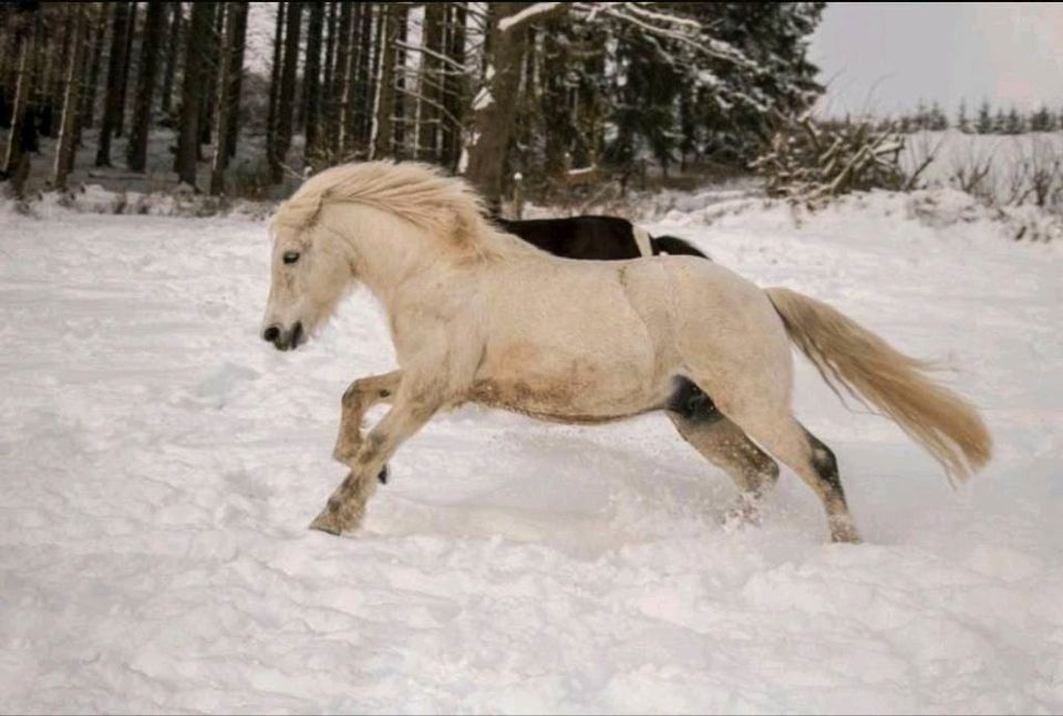 Pony Mounted Games Springpony in Lünen