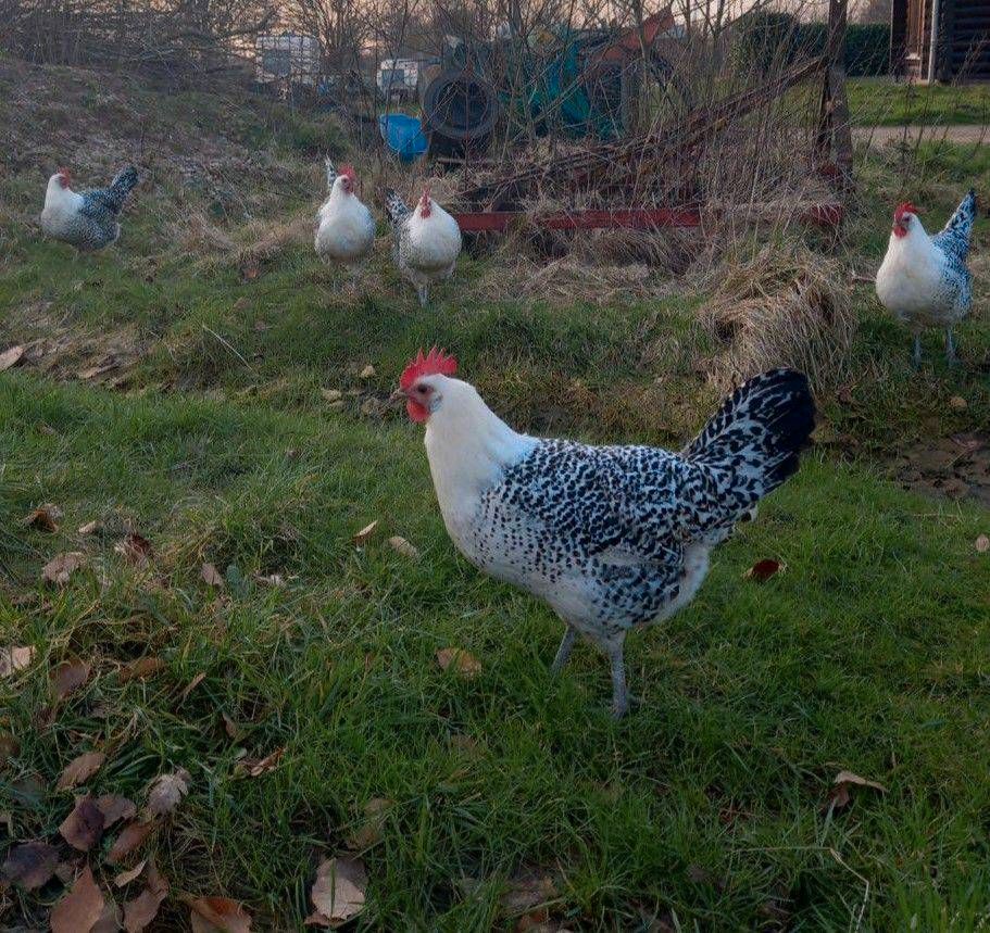 Bruteier Ostfriesische Möwen (groß) in Jahrsdorf