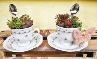 2 Kaffeetassen liebevoll bepflanzt Semperviven Hauswurz Deko Baden-Württemberg - Albstadt Vorschau