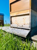 2x Carnica Bienen Bienenvölker Wirtschaftsvölker DNM Brandenburg - Beiersdorf-Freudenberg Vorschau