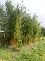 Golden Bamboo, Bambus, Garten Sachsen-Anhalt - Arneburg Vorschau