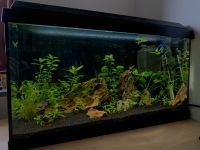 Aquarium Juwel 60L Baden-Württemberg - Ludwigsburg Vorschau