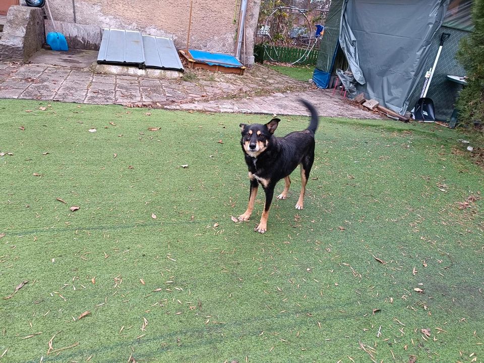 Joey - Schönheit auf der Suche nach dem großen Glück in Rastede