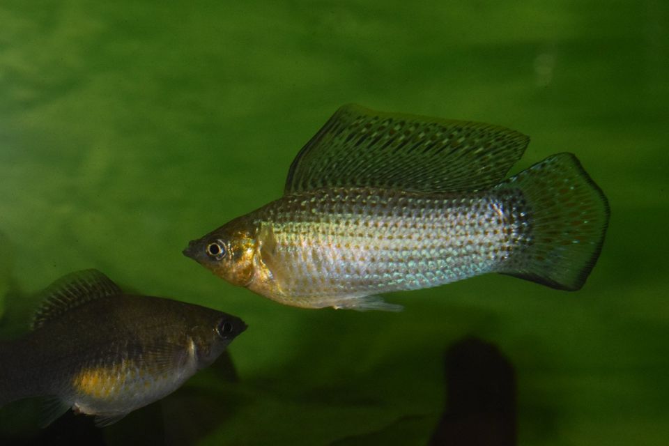 Segelkärpfling in Langen (Hessen)