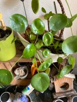 Ein Ufo großer Ableger Pflanze Pilea  chinesischer Geldbaum Rheinland-Pfalz - Frei-Laubersheim Vorschau