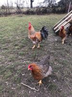 (Brut-) Ei Bielefelder kennhuhn reinrassig groß kennfarben Baden-Württemberg - Alpirsbach Vorschau