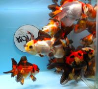 KOI 13 Anz. 5. 2024 - Goldfisch - Schleierschwanz - Oranda & Co Nordrhein-Westfalen - Kerpen Vorschau