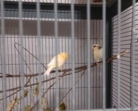 3 Kanarienvögel Rheinland-Pfalz - Mülheim-Kärlich Vorschau