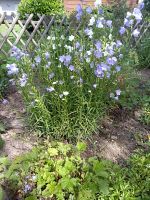 Hohe Glockenblumen Nordrhein-Westfalen - Neuenrade Vorschau