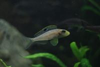 Xenotilapia Papilio Sunflower Kekese - Tanganjika Niedersachsen - Osnabrück Vorschau