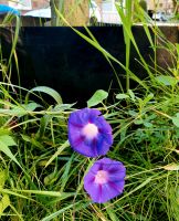 Blaue Prunk-Winde/ Morning Glory, 2-3-farbig! Samen neue Ernte 23 Essen - Huttrop Vorschau