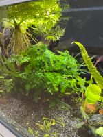 Aquarienpflanze Kongofarn bolbitis heudelotii Brandenburg - Rehfelde Vorschau