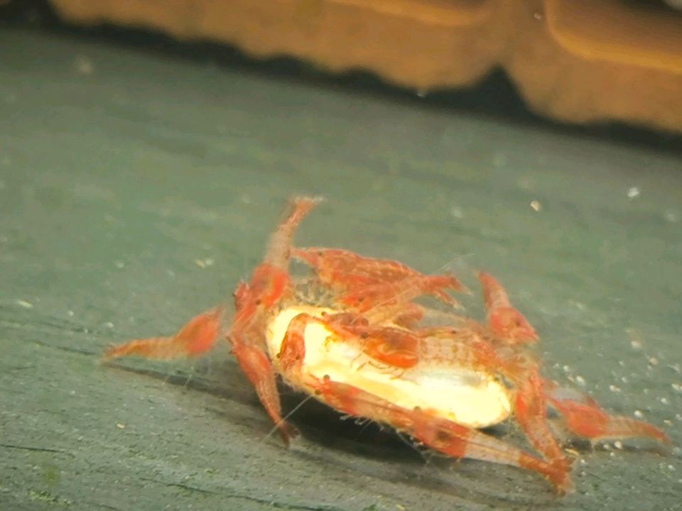 10 Zwerggarnelen,Neocaridina Red Rili in Werl