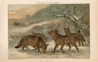 RAUBTIER - HUND - WOLF - CANIS LUPUS - CHROMOLITHOGRAPHIE - 1903 Berlin - Mitte Vorschau