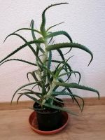 Aloe Vera Pflanze, gross, Wintergarten, Baden-Württemberg - Bopfingen Vorschau